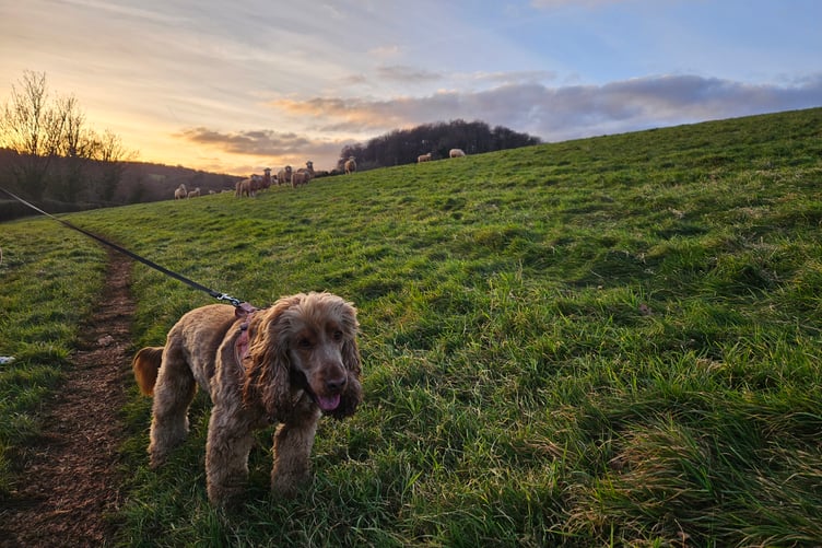 New legislation is giving police more powers to tackle dogs which worry livestock.