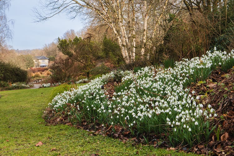 Snowdrops on the banks and borders of the Long Walk. House in background