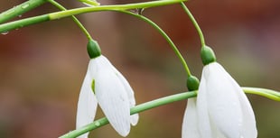 In pictures: Snowdrop spectacular