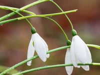 In pictures: Snowdrop spectacular