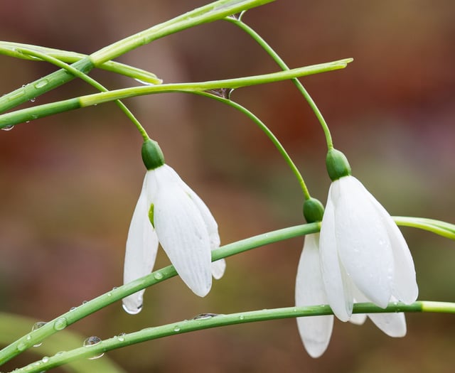 In pictures: Snowdrop spectacular