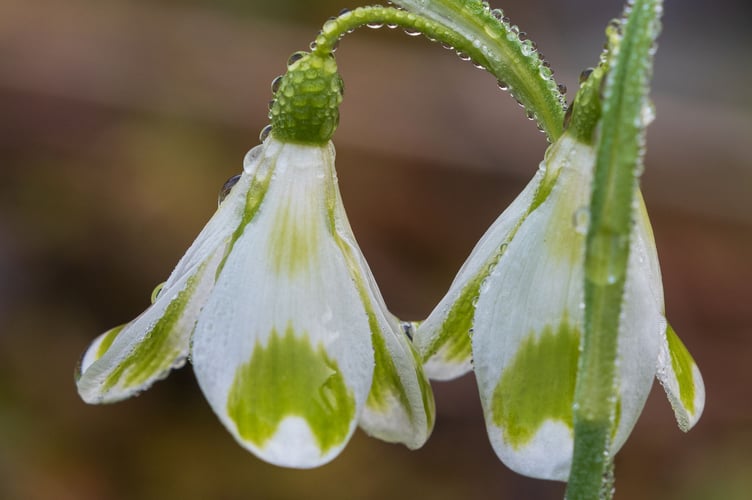 Galanthus Phil Cornish. Picture: John Richmond.