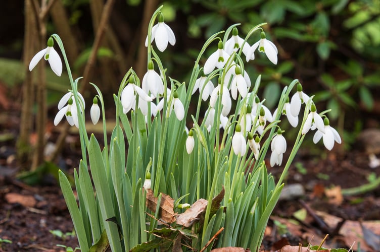 January flowering clump of the glaucous leaved hardy giant snowdrop, Galanthus elwesii