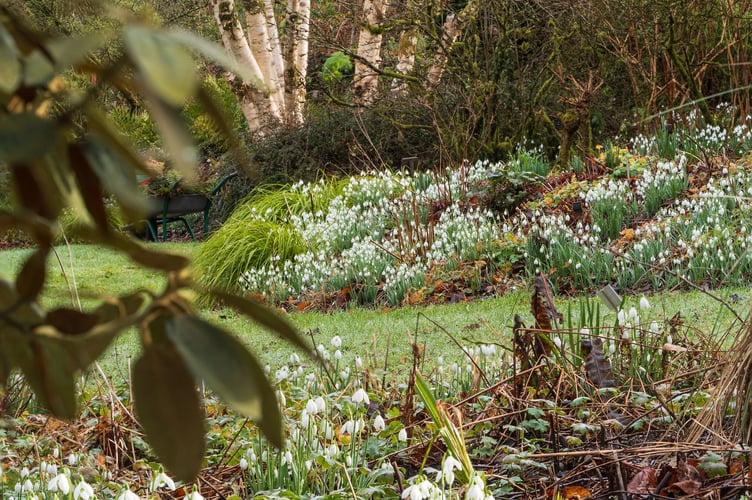 Snowdrops in the birchwood with Betula 'Festowii' in the background