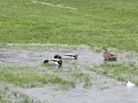 Wet weather derails another weekend of football