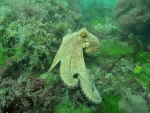 Exceptional octopus surge continues to pose risk to fishing industry