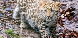 Rare Amur leopard cub to make public debut at Dartmoor Zoo