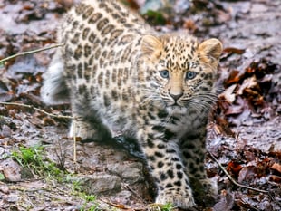 Rare Amur leopard cub to make public debut at Dartmoor Zoo