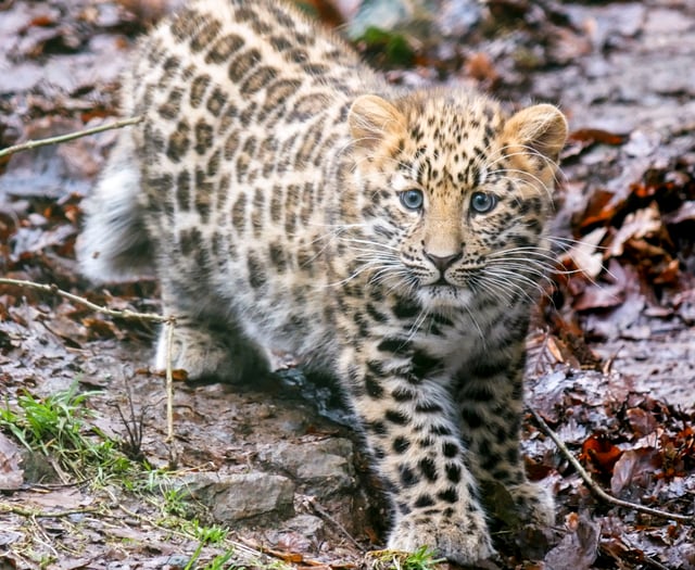 Rare Amur leopard cub to make public debut at Dartmoor Zoo