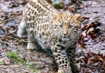 Rare Amur leopard cub to make public debut at Dartmoor Zoo