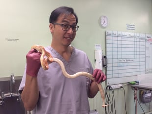 Vet's timely intervention saves snake