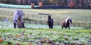 Mud-busting crowdfunder delivers for horse rescue charity