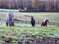 Mud-busting crowdfunder delivers for horse rescue charity