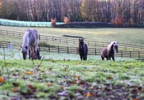 Mud-busting crowdfunder delivers for horse rescue charity