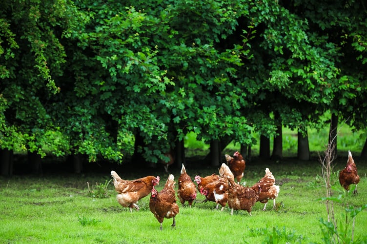 The RSPCA is urging Pancake Day cooks to use non-caged eggs today and to join its petition calling on the government to phase out cages for egg-laying hens and create a cage-free future for farmed birds.