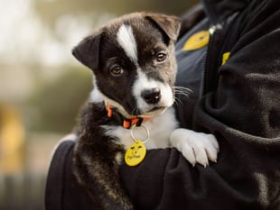 Charities seek views on responsible dog ownership