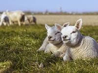 Get ready to welcome Spring in West Devon 