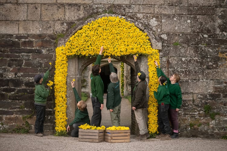 Garden staff and volunteers perfecting the 2025 daffodil display at Cotehele, Cornwall. Credit ©National Trust Images, Steven Haywood.