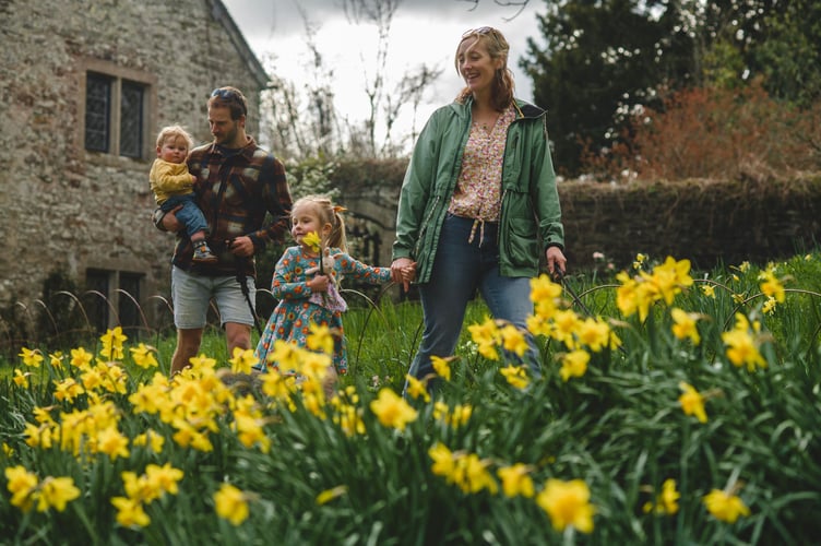 Garden staff and volunteers perfecting the 2025 daffodil display at Cotehele, Cornwall. Credit ©National Trust Images, Steven Haywood