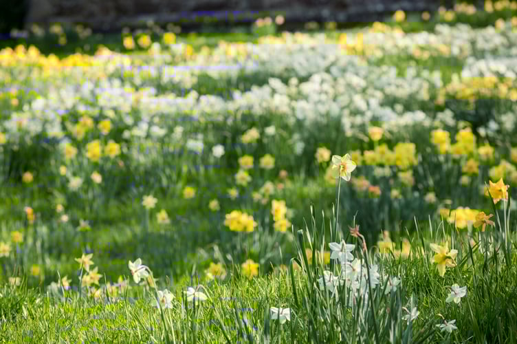Different daffodils can be found around every corner at Cotehele, Cornwall. Credit ©National Trust Images, James Dobson