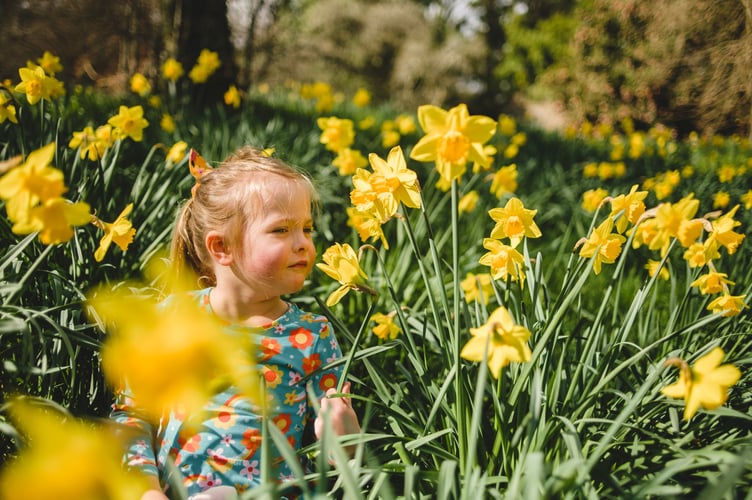 Daffodils are a sensory delight for all ages at Cotehele, Cornwall. Credit ©National Trust Images, Steven Haywood.