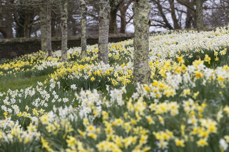 Drifts of picture perfect daffodils in the border opposite Cotehele House barn. Picture by National Trust Images, Chris Lacey.