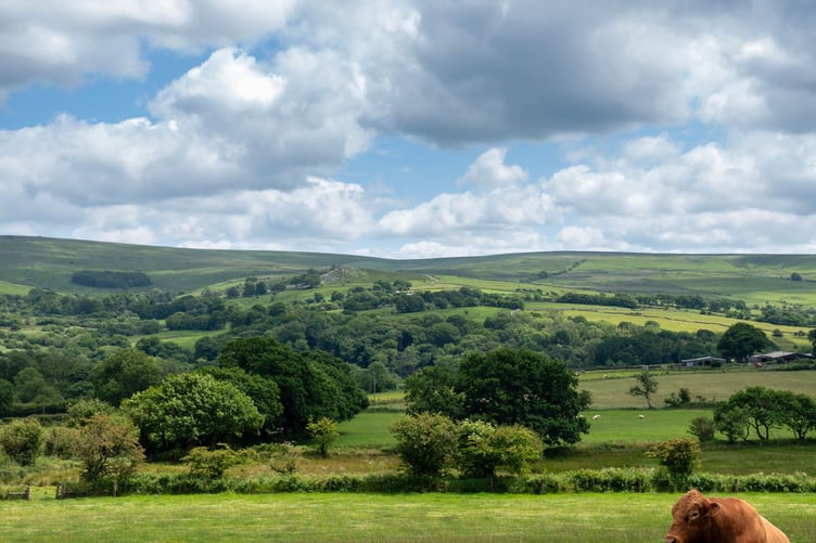 brown bull in meadow near moors in dartmoor with hills and farm in the background