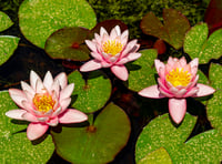 John Howells: Planting water lilies