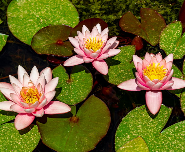 John Howells: Planting water lilies