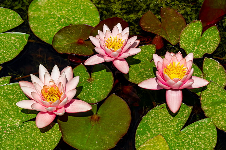 It's wet enough for water lilies in John Howells' garden. Picture: Manuel Torres Garcia/Pexels.