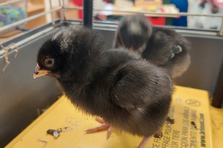 One of the Lifton chicks