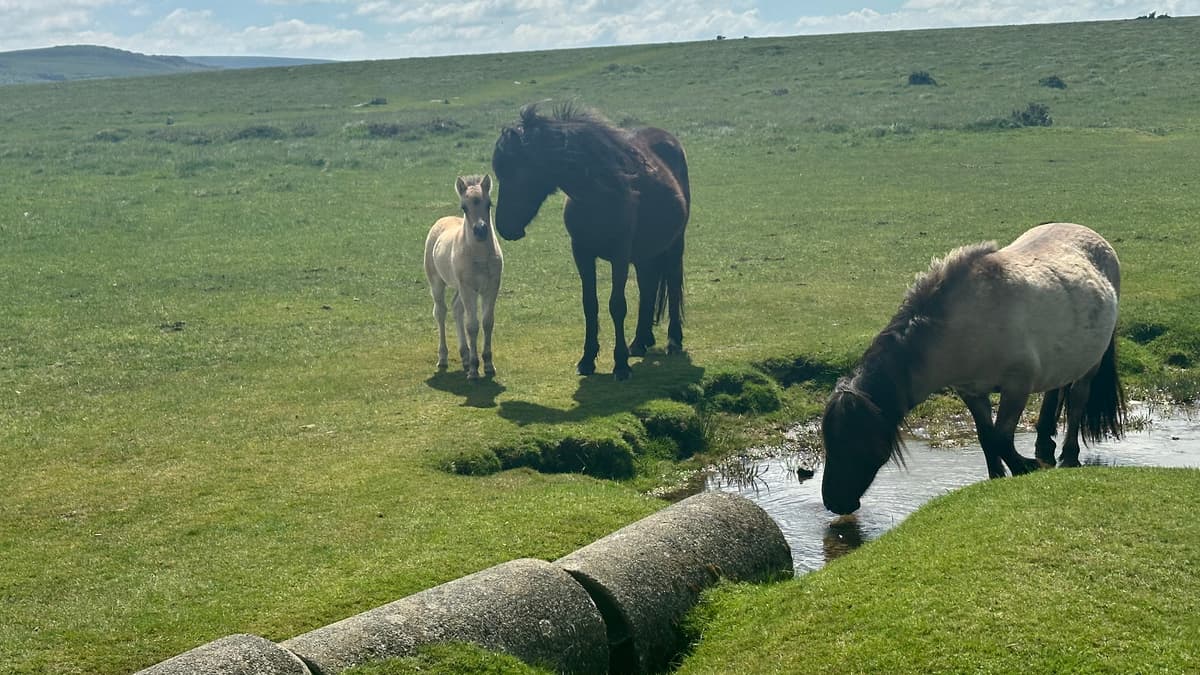 Dartmoor pony cull petition reaches 145k signatures