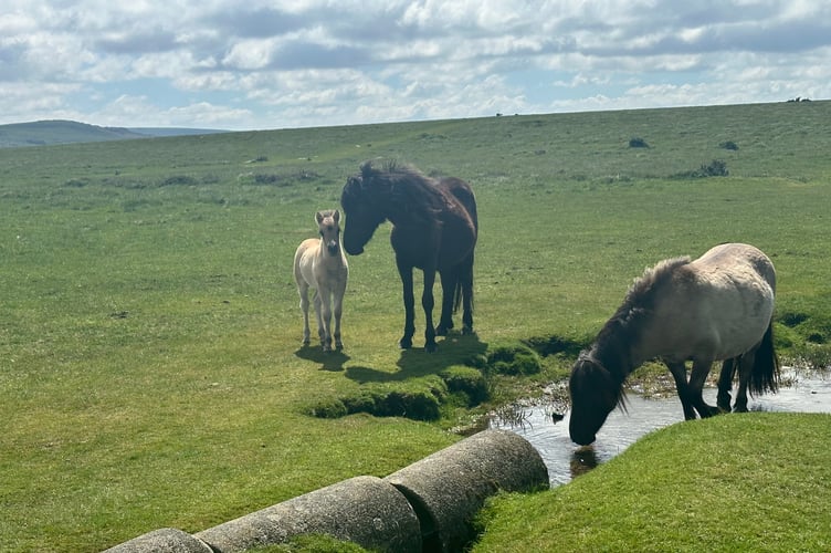 Grazing wild ponies on Dartmoor, where farmers have commoners' rights to graze.