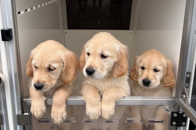 Three guide dog puppies.