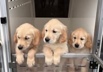 Guide Dogs seeks more volunteers to raise puppies
