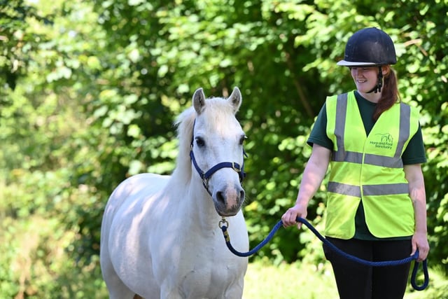 Alan the rescue pony seeks a loving home