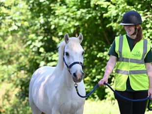 Alan the rescue pony seeks a loving home
