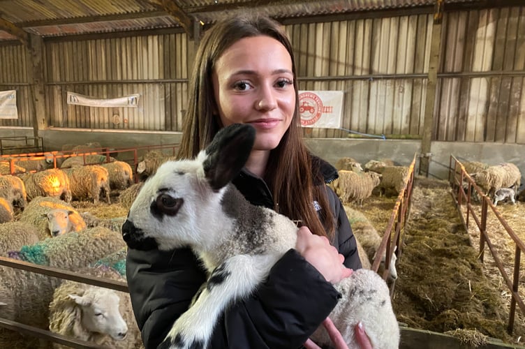 A visitor reassures a nervous lamb at Greenwell Farm lambing open day at Meavy.