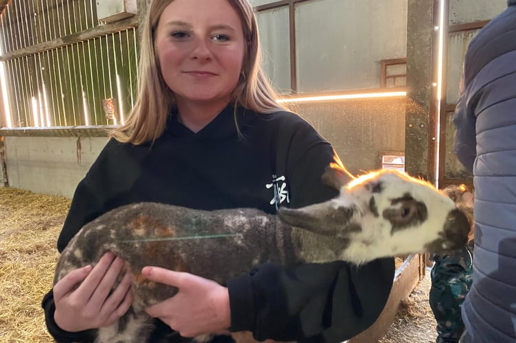 Cuddling a cute lamb at Greenwell Farm's public lambing event near Meavy.