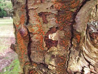 'Killer fungus' triggers emergency in Devon