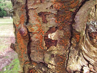 'Killer fungus' triggers emergency in Devon