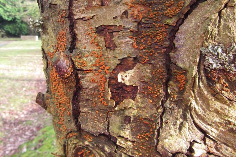 Orange fruiting bodies and fissuring of the canker on sweet chestnut Credit Forest Research
