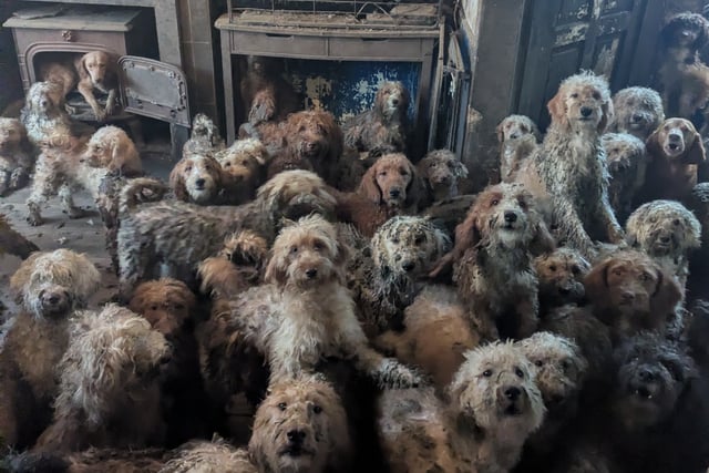 RSPCA urges pet adoption as large-scale rescues rise