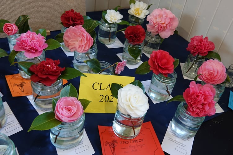 Bere Ferrers Spring Flower Show camelia entries. Photo by Ann Parsons.