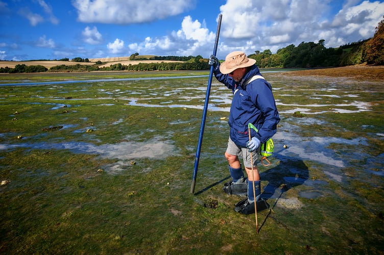 Pushing the individual Pacific oysters down into the mud using a pole - wearing mudshoes to minimise footprint on the poor seagrass