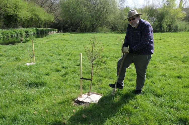 Cllr Chris West plants some of the donated birch trees.