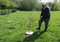 West Devon green spaces flourish with charity's tree donation