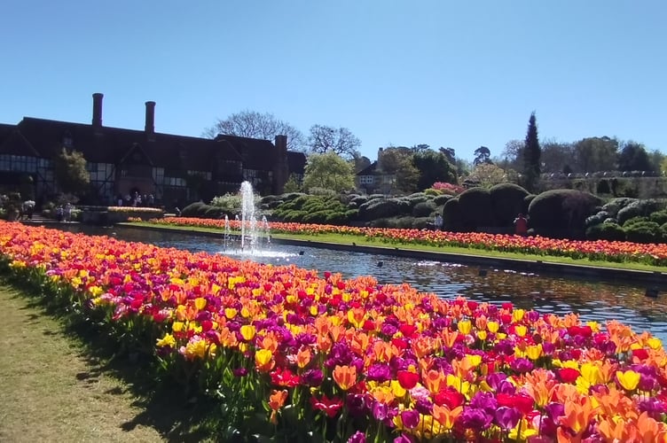 Tulips at RHS Wisley