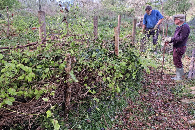The Tavy & Tamar Apple Group is having is inviting anyone with an interest in orchards and nature to a ceremonial opening of the newly-restored Bere Ferrers community orchard on Sunday, April 26.