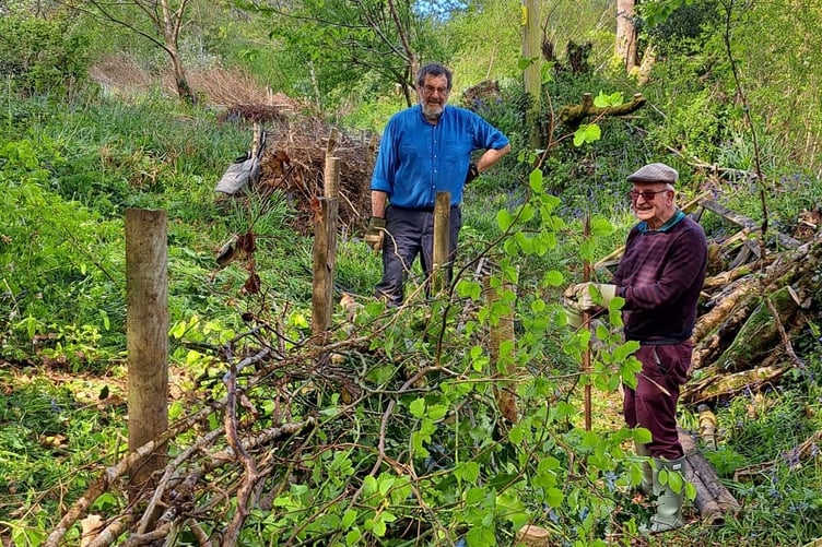 The Tavy & Tamar Apple Group is having is inviting anyone interested in nature to a ceremonial opening of the restored Bere Ferrers community orchard on Sunday, April 26. Pictured are volunteers learning natural fencing in the orchard.